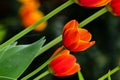 Fresh spring tulips growing in the garden Royalty Free Stock Photo