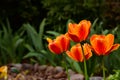 Fresh spring tulips growing in the garden Royalty Free Stock Photo