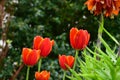 Fresh spring tulips growing in the garden Royalty Free Stock Photo