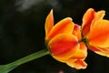 Fresh spring tulips growing in the garden Royalty Free Stock Photo