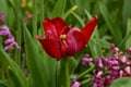 Fresh spring tulips growing in the garden Royalty Free Stock Photo