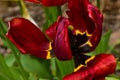 Fresh spring tulips growing in the garden Royalty Free Stock Photo