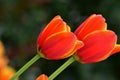 Fresh spring tulips growing in the garden Royalty Free Stock Photo