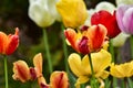 Fresh spring tulips growing in the garden Royalty Free Stock Photo