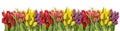 Fresh spring tulips water drops. Flower border Royalty Free Stock Photo