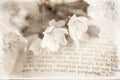Spring twig with white apple blossoms on the book Royalty Free Stock Photo