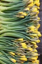 Fresh spring yellow flowers at a shop. Bunch of daffodils. Spring time and Easter preparations