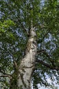 Fresh springtime Birch or Betula alba tree with beauty trunk, bark and leaves in Popular Zaimov park, district Oborishte Royalty Free Stock Photo