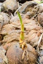 A fresh sprout of coconut tree. Royalty Free Stock Photo