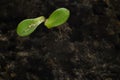 Fresh sprout made its way from the soil, close-up. Plant growing concept