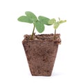 Fresh sprout and wilted sprout in peat pot isolated Royalty Free Stock Photo