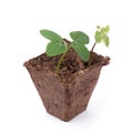 Fresh sprout and wilted sprout in peat pot Royalty Free Stock Photo