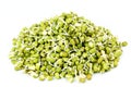 Fresh Sprouted mung beans or green gram beans in white background