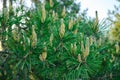 Fresh sprouted pine sprouts, a growing Christmas tree