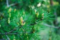 Fresh sprouted pine sprouts, a growing Christmas tree