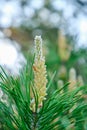 Fresh sprouted pine sprouts, a growing Christmas tree