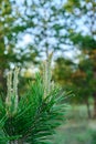 Fresh sprouted pine sprouts, a growing Christmas tree