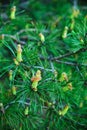 Fresh sprouted pine sprouts, a growing Christmas tree