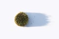 Fresh sprouted wheat grass with shadow on white background. Round heap of germinated wheat. Top view