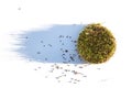 Fresh sprouted wheat grass with shadow on white background. Round heap of germinated wheat. Top view