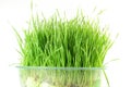 Fresh sprouted wheat grass with water drops in white background Royalty Free Stock Photo