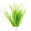 Fresh sprouted wheat grass with water drops in white background Royalty Free Stock Photo