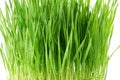 Fresh sprouted wheat grass with water drops in white background Royalty Free Stock Photo