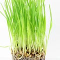 Fresh sprouted wheat grass with water drops in white background