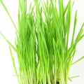 Fresh sprouted wheat grass with water drops in white background Royalty Free Stock Photo