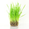 Fresh sprouted wheat grass with water drops in white background Royalty Free Stock Photo