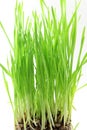 Fresh sprouted wheat grass with water drops in white background Royalty Free Stock Photo