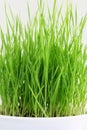 Fresh sprouted wheat grass with water drops in white background Royalty Free Stock Photo