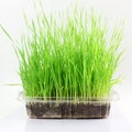 Fresh sprouted wheat grass with water drops in white background