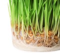 Fresh sprouted wheat grass on white background Royalty Free Stock Photo