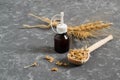 Fresh germinated wheat seeds and wheat germ oil Royalty Free Stock Photo