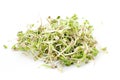 Fresh sprouts