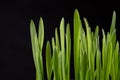 Fresh sprouts of cereals in a porcelain bowl. Young rye shoots bred at home Royalty Free Stock Photo