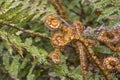 Fresh sprouts of a fern, New Zealand Royalty Free Stock Photo