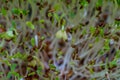 Fresh sprouts of germinated seeds closeup. Seeds of red cabbage, radish, lettuce, dill for germination and addition to food. Royalty Free Stock Photo