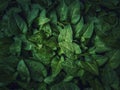 Fresh sprouts, green leaves texture of bindweed plants. Wild herb, natural vegetation close up background