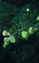 Coniferous Background With Fresh Shoots Of Fir