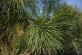 Fresh sprouts of a sprig of mountain pine. Pine branch in a coniferous forest.