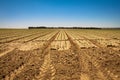 Fresh sprouts in a vast field under the bright sky Royalty Free Stock Photo