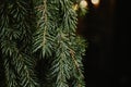 Fresh spruce branches on a dark background