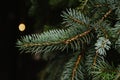 Fresh spruce branches on a dark background