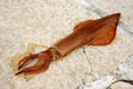 Fresh squid Royalty Free Stock Photo