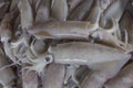 Fresh Squid Calamari Royalty Free Stock Photo