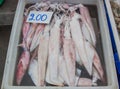 Fresh Squid (Calamari) at seafood market. Royalty Free Stock Photo