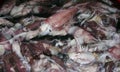 Fresh squid calamary on a fish market in India, Goa
