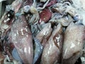 Fresh squid fish for sale in fish market
